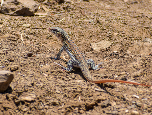 Spotted False Monitor, Callopistes maculatus