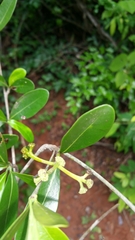 Coptosperma