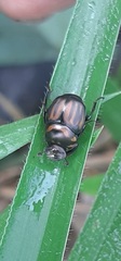 Canthon septemmaculatus