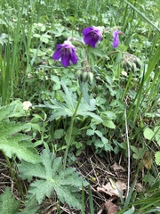 Geranium