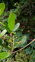 Coptosperma