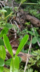 Coptosperma