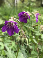 Geranium