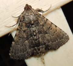 Diatenes aglossoides