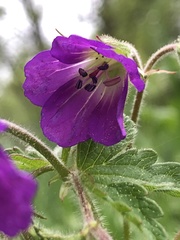 Geranium