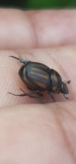Canthon septemmaculatus