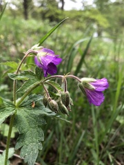 Geranium