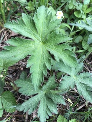 Geranium
