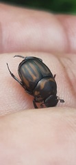 Canthon septemmaculatus