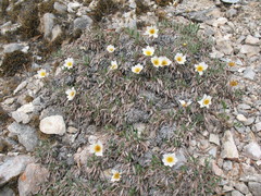 Dryas sumneviczii