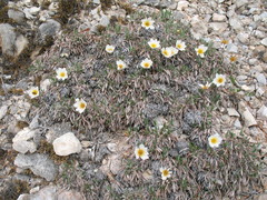 Dryas sumneviczii