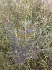 Asteroideae