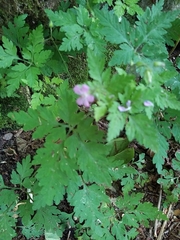 Robertium