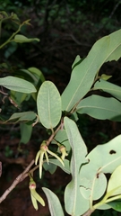 Xylopia