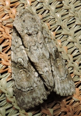 Turnerinycta phaeocosma