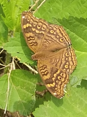 Junonia chorimene