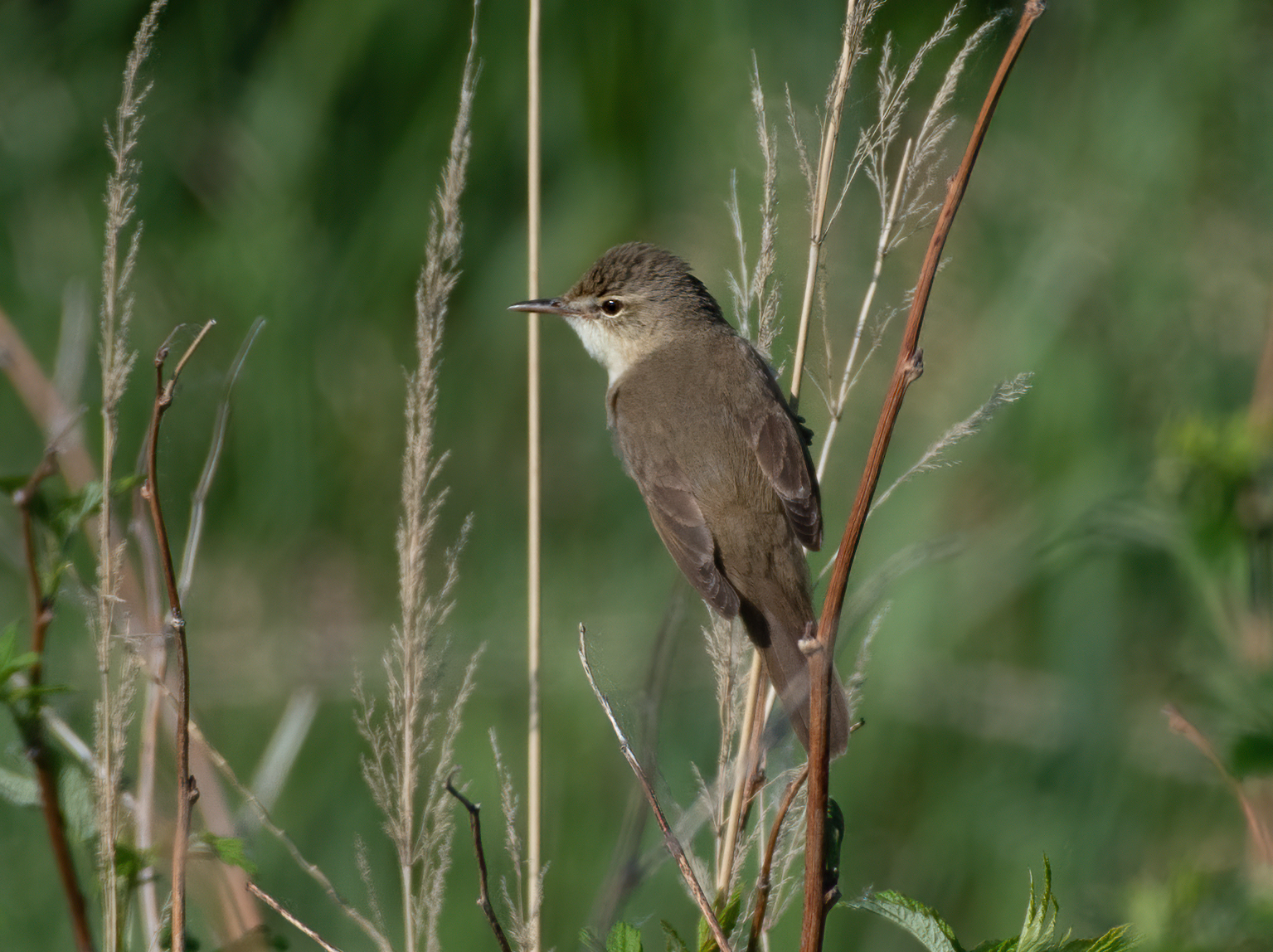 Blyth's Reed Warbler