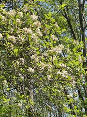 Peraphyllum ramosissimum