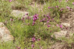 Astragalus ceratoides