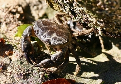 Ozius truncatus