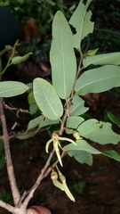 Xylopia