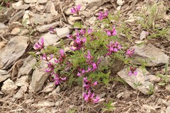 Astragalus ceratoides