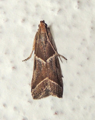 Nyctegretis lineana