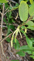Xylopia