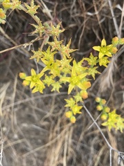 Dudleya multicaulis