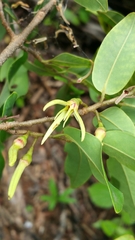 Xylopia