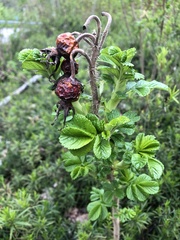 Rosa rugosa