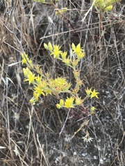 Dudleya multicaulis