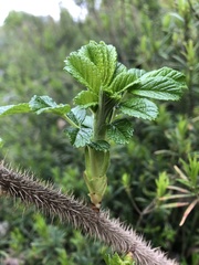 Rosa rugosa