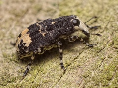 Tropideres albirostris