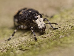 Tropideres albirostris
