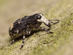 Tropideres albirostris