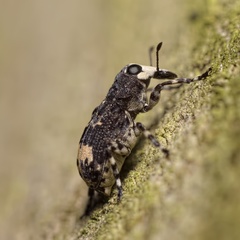 Tropideres albirostris