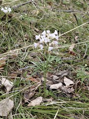 Cardamine trifida
