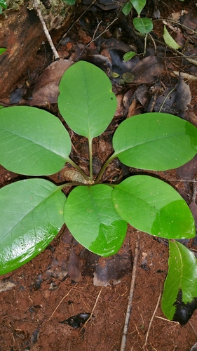 Euphorbia denisiana
