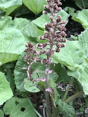 Petasites hybridus