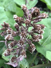 Petasites hybridus