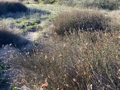 Willdenowia incurvata