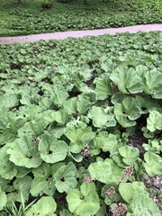 Petasites hybridus