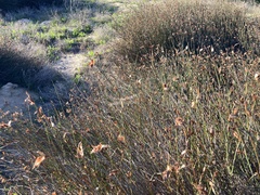 Willdenowia incurvata