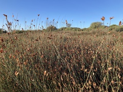 Willdenowia incurvata