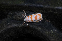 Cyana interrogationis