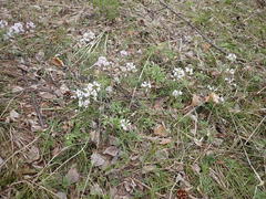 Cardamine trifida