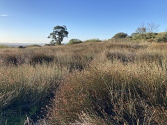 Willdenowia incurvata