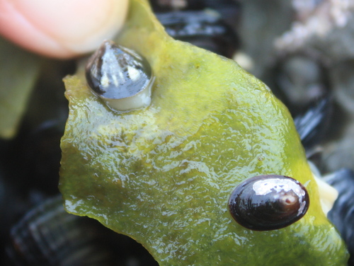 Lottia fenestrata