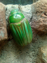 Chrysina
